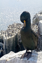 Shag, Farne Islands Nature Reserve, England