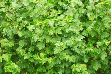 Shrub in the rain