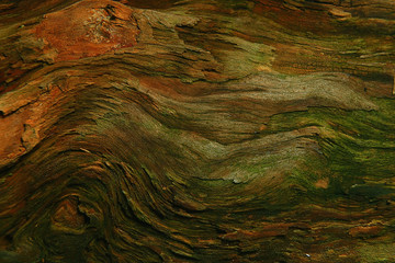 wood background texture old tree