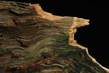 wood background texture old tree