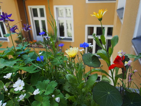 balkonblumen, hinterhof berlin