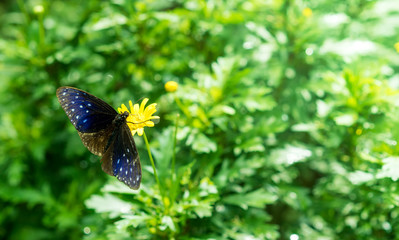 Striped blue crow butterfly stay on a flower
