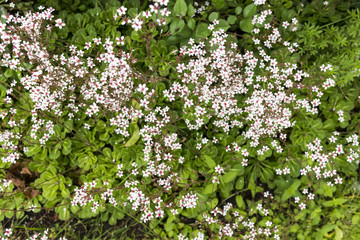 Flower bed textured background in summer