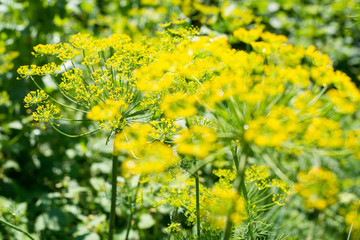 Yellow dill flowers