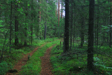 summer spruce forest landscape