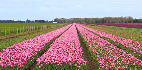 tulip farm in Edendale, New Zealand - 86260744
