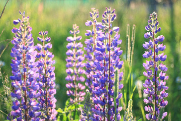 Naklejka premium wild flowers in the field