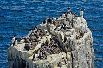 Obraz premium Guillemots, Farne Islands Nature Reserve, England