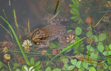 Frog in a pond
