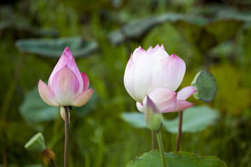 ,beautiful pink lotus flowers blooming
