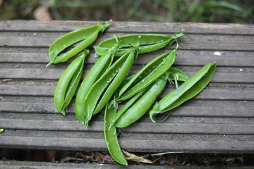 Shelled garden pea pods on decking