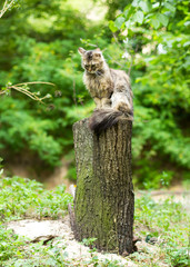 Adult cat sitting on a tree stump outdoors
