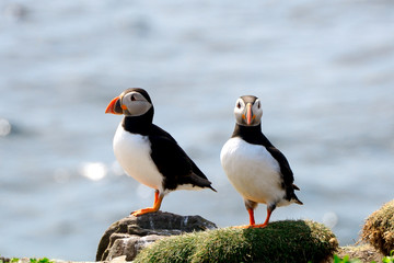 Atlantic puffins, Farne Islands Nature Reserve, England