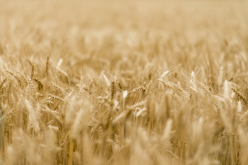 Wheat - Close up of a wheat field.