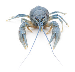 Blue crayfish.