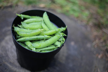 Flower pot of garden pea pods on wood with blurred background