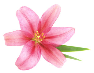 Naklejka na ściany i meble Pink lily.