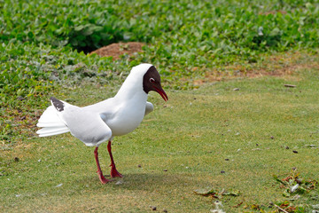 Black-headed gull, Farne Islands Nature Reserve, England