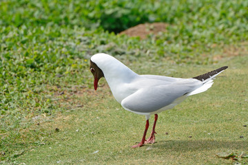 Black-headed gull, Farne Islands Nature Reserve, England