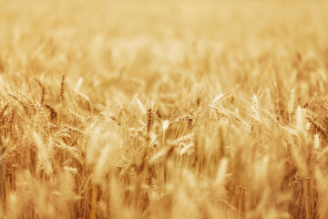 Wheat - Close up of a wheat field.