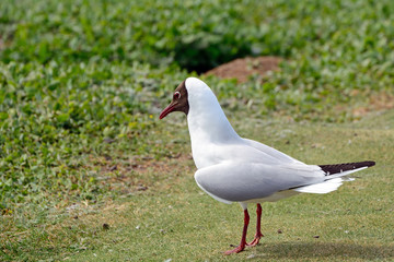 Black-headed gull, Farne Islands Nature Reserve, England