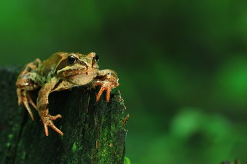 Frog close-up portrait