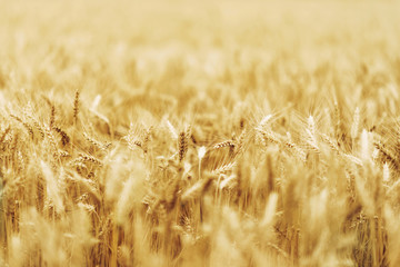 Wheat - Close up of a wheat field.