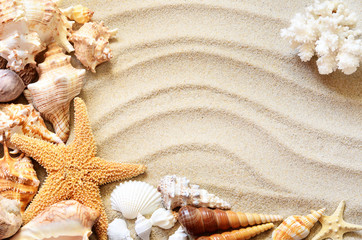 Fototapeta na wymiar Sea shells with sand as background