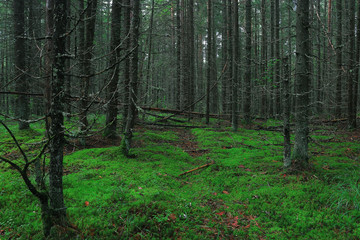 Summer dense forest landscape