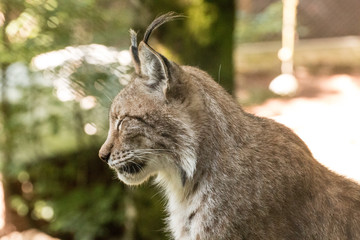 Luchs