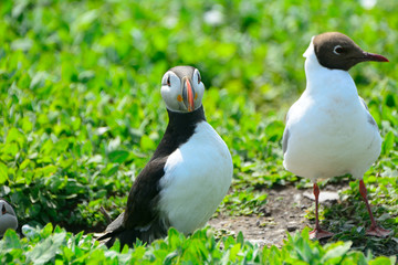 Atlantic puffin and black-headed gull, Farne Islands Nature Rese