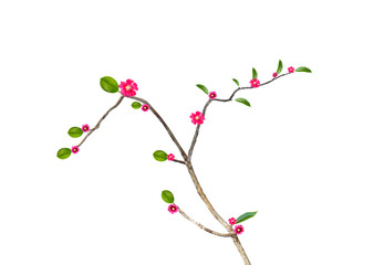 Flowering branch isolated on white background