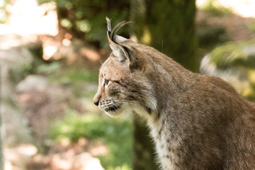 Luchs