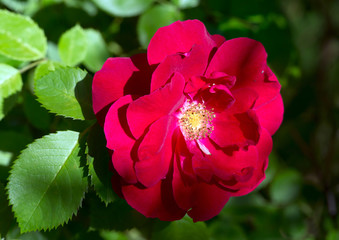 Obraz premium Цветок плетистой красной розы