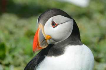 Naklejka premium Atlantic puffin, Farne Islands Nature Reserve, England