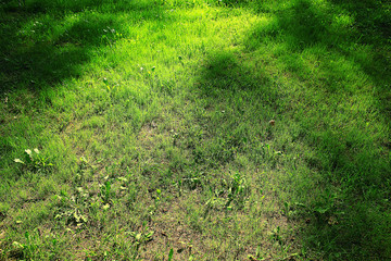 Obraz premium Green texture of grass lawn