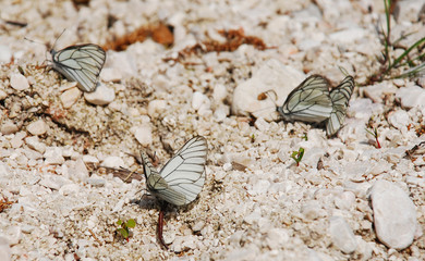 Aporia Crataegi Butterflies 2