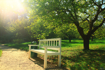 Fototapeta premium Summer in the park trees alley