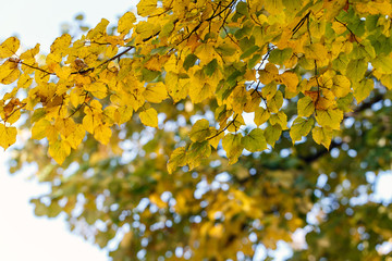 tree dry leaves nature landscape