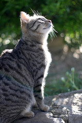 Naklejka na ściany i meble Tabby cat in the garden. Selective focus, back lit.