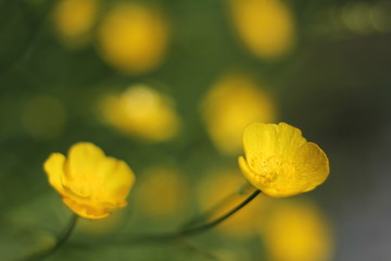 Yellow buttercup