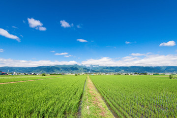Fototapeta premium 信州 安曇野の田園風景