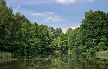 Fototapeta na wymiar Lake in the forest in the summer.