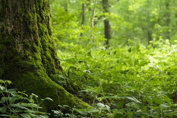 wild vegetation in a forest, nature background