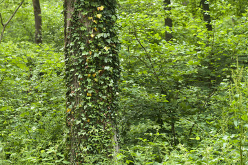 wild vegetation in a summer forest