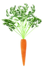 Fresh orange carrot with green stem isolated on a white background
