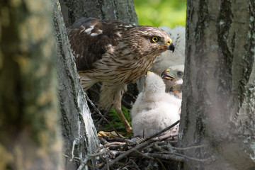 Cooper-s hawk feeding chicks © Tony Campbell
