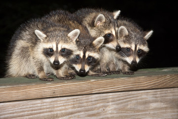 Four cute baby raccoons on a deck railing
