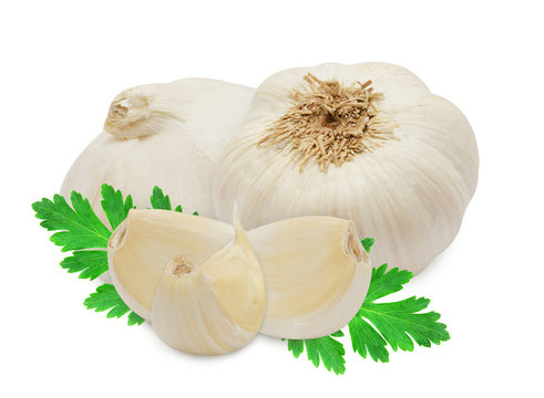 Head of garlic and clove with sprig of fresh green parsley isolated on white background. Design element for product label.