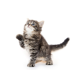 Cute tabby kitten on white background